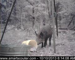 BedandBreakfast-NewFeeder_10102013_5813331.jpg